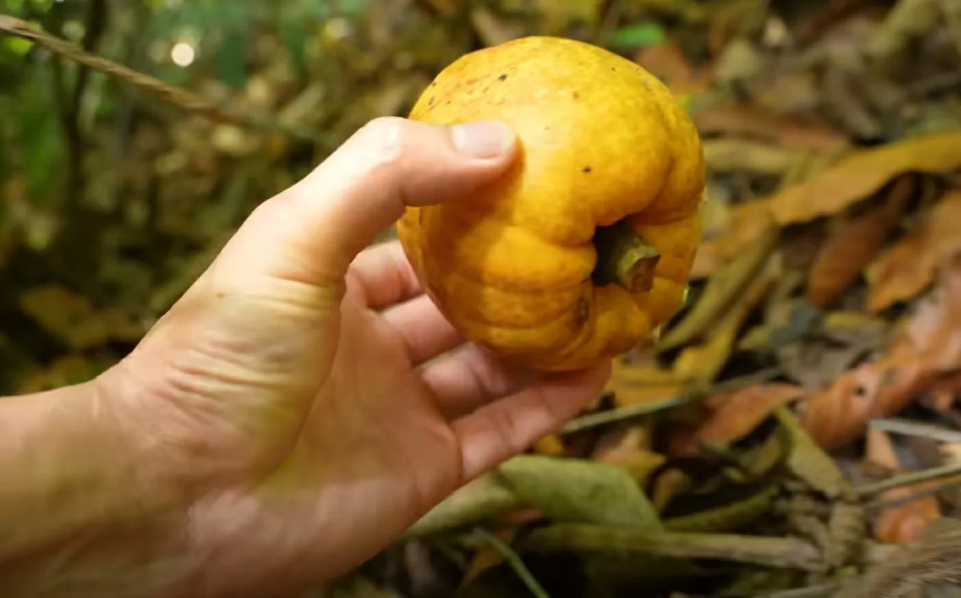 Đặc sản ‘trời ban’ được bà con vùng cao ‘săn đón’