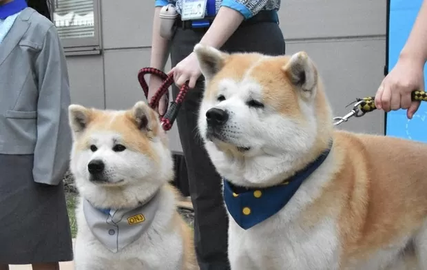 Nhật Bản: Hai chú chó được bổ nhiệm làm Giám đốc sân bay