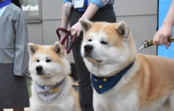 Nhật Bản: Hai chú chó được bổ nhiệm làm 'Giám đốc' sân bay