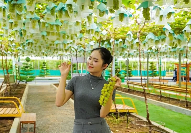 Lễ hội Trái cây Nam bộ sẽ diễn ra tại Tp. HCM từ 1/6 Lễ hội Trái cây Nam bộ sẽ diễn ra tại Tp. HCM từ 1/6