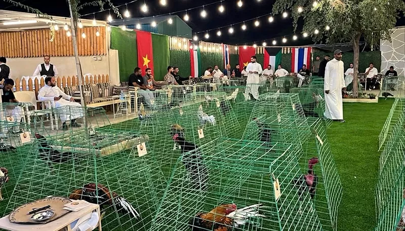 Triển lãm gà nòi đòn tại Kuwait.