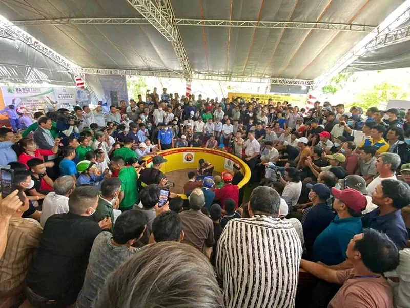 'Giải oan' cho gà nòi Việt: Hành trình 10 năm bền bỉ của doanh nhân Phạm Thanh Việt