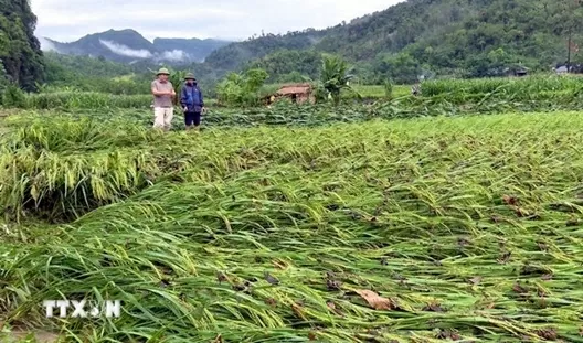 Mưa lớn kéo dài gây nhiều thiệt hại tại một số địa phương Mưa lớn kéo dài gây nhiều thiệt hại tại một số địa phương