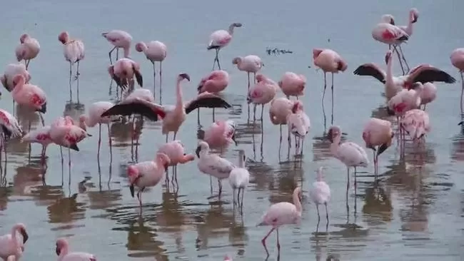 Chim hồng hạc nhỏ ở châu Phi mất dần địa điểm sinh sản do nước thải