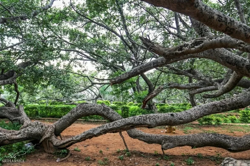 Đây là một kỳ quan thiên nhiên nằm gần thành phố Mahabubnagar, thuộc bang Telangana, Ấn Độ. Cây đa này được ước tính có tuổi đời khoảng 700-800 năm.