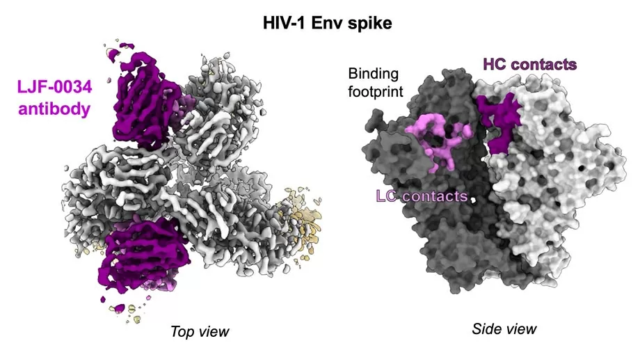 Bản đồ mật độ electron minh họa cách kháng thể mới (màu tím) trung hòa HIV bằng cách liên kết qua hai phần của protein gai (màu xám). Tín dụng: Scripps research Bản đồ mật độ electron minh họa cách kháng thể mới (màu tím) trung hòa HIV bằng cách liên kết qua hai phần của protein gai (màu xám). Tín dụng: Scripps research
