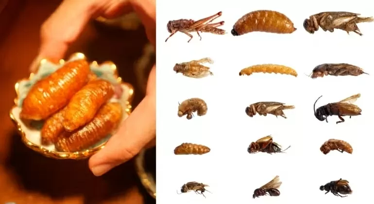 Côn trùng: Từ món ăn chợ quê đến bàn tiệc Michelin ở Thái Lan Côn trùng: Từ món ăn chợ quê đến bàn tiệc Michelin ở Thái Lan