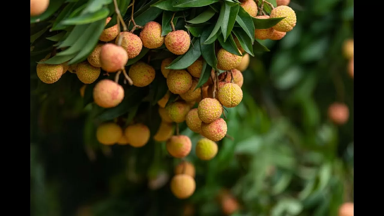 Nâng cao nhận diện thương hiệu vải thiều Thanh Hà, biểu tượng của tinh thần lao động sáng tạo của người dân Hải Dương