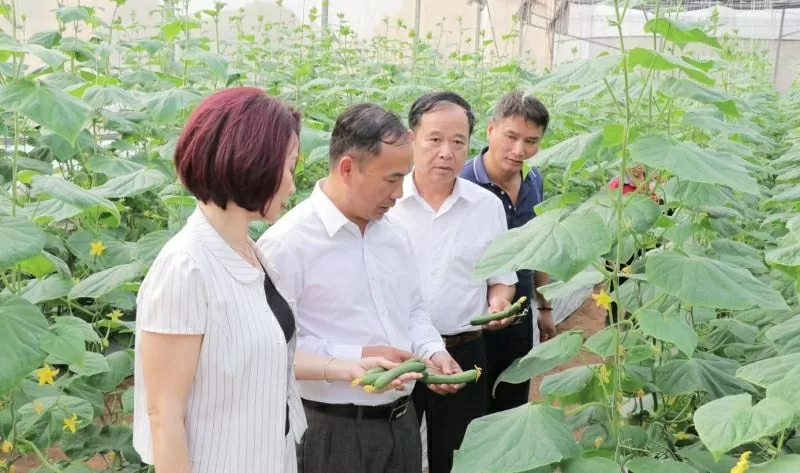Sản xuất dưa leo baby trong nhà lưới của Công ty TNHH Hương Việt Sinh, xã Việt Đoàn, huyện Tiên Du (Ảnh: bacninh.gov.vn)