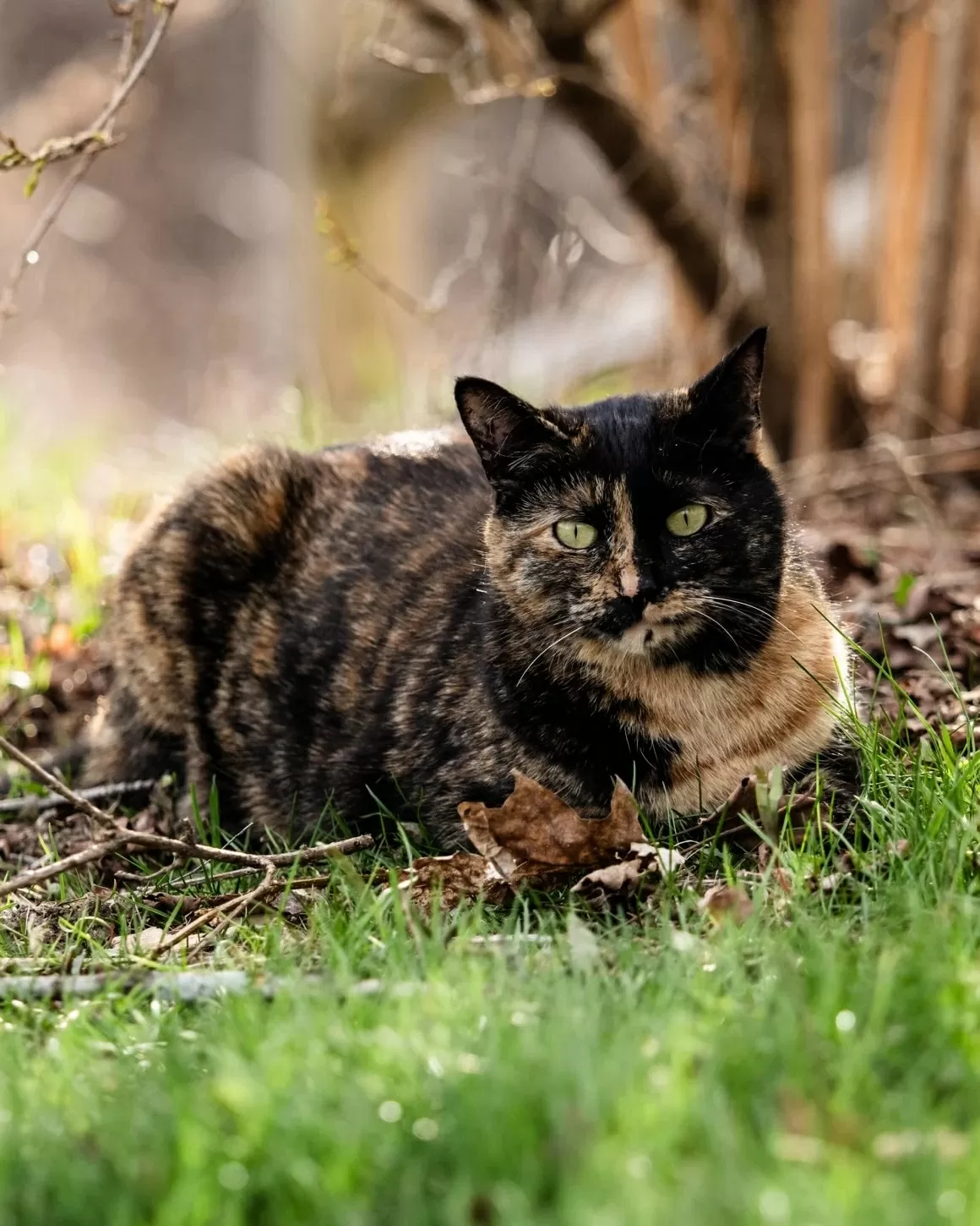 Giải mã bí ẩn mèo cam: Một lỗi gene khiến chúng trở nên đặc biệt Giải mã bí ẩn mèo cam: Một lỗi gene khiến chúng trở nên đặc biệt