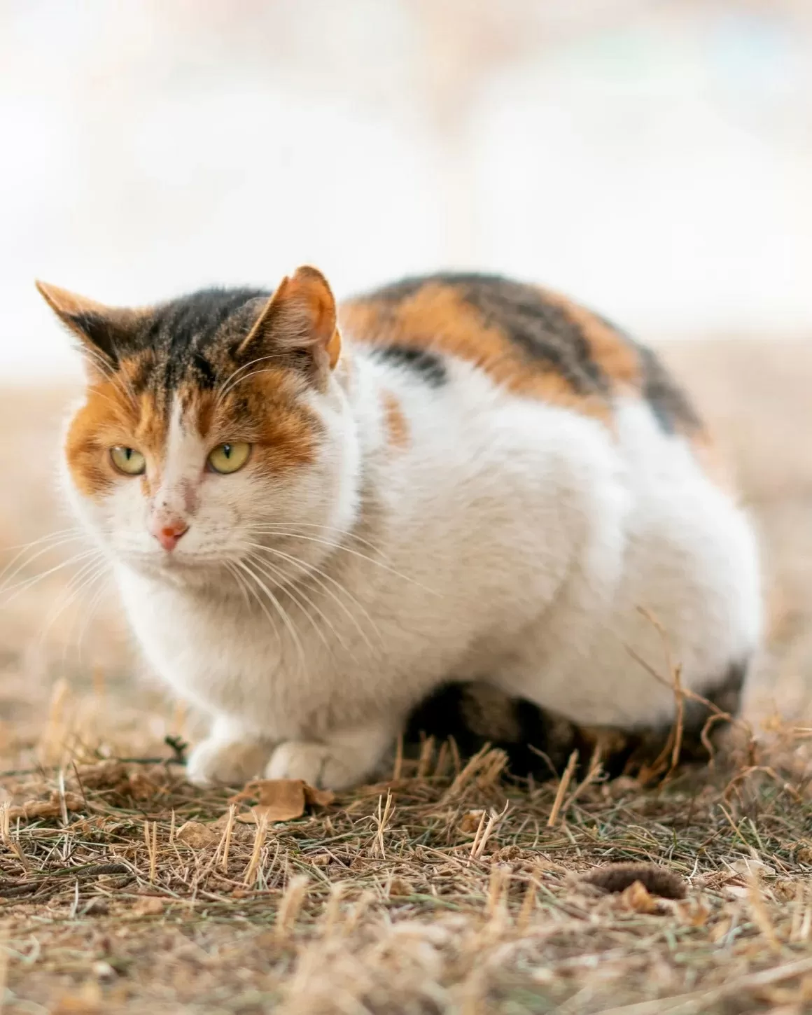 Giải mã bí ẩn mèo cam: Một lỗi gene khiến chúng trở nên đặc biệt Giải mã bí ẩn mèo cam: Một lỗi gene khiến chúng trở nên đặc biệt