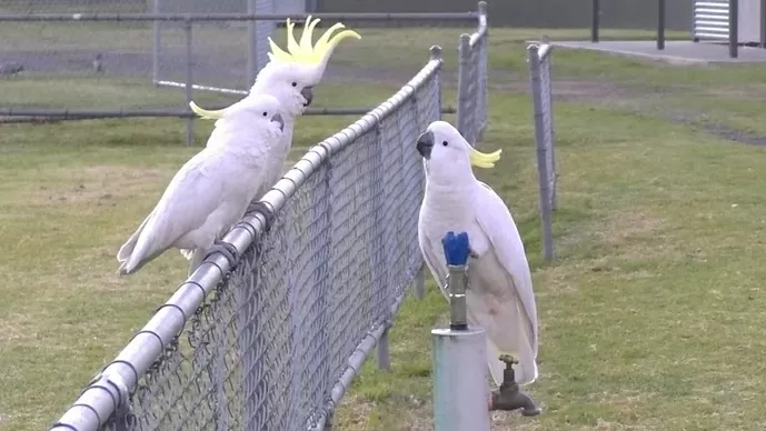 Loài vẹt biết kiên nhẫn xếp hàng, tự mở vòi nước công cộng để giải khát