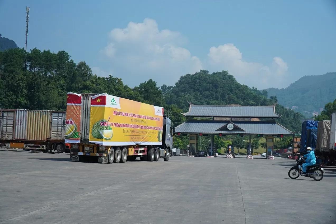 Xuất khẩu sầu riêng sang Trung Quốc ổn định trở lại