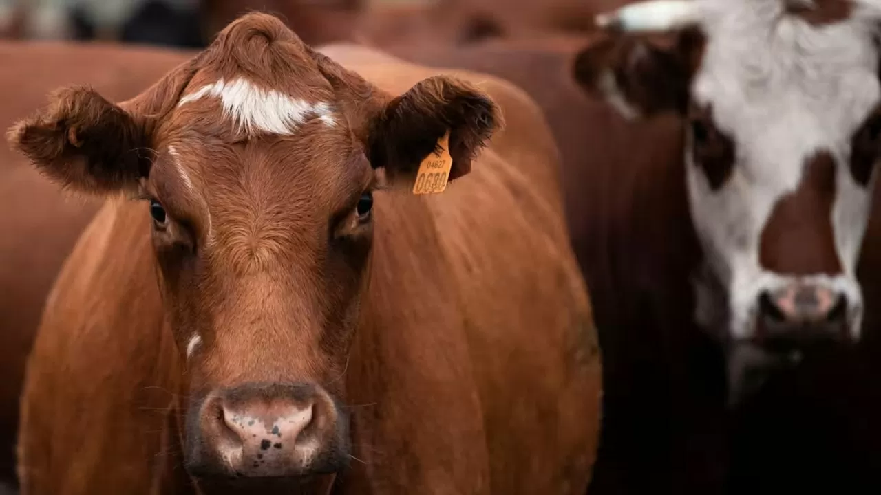 Ngành chăn nuôi chịu trách nhiệm cho hơn 10% lượng khí thải nhà kính toàn cầu. (Nguồn: Reuters) Ngành chăn nuôi chịu trách nhiệm cho hơn 10% lượng khí thải nhà kính toàn cầu. (Nguồn: Reuters)