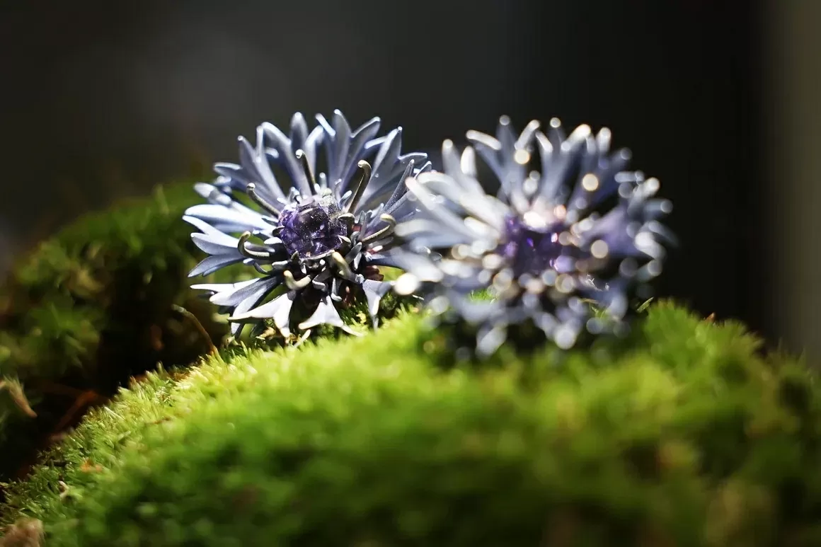 Trang sức cao cấp: Khi những viên đá quý ‘xấu xí’ được ưa chuộng Trang sức cao cấp: Khi những viên đá quý ‘xấu xí’ được ưa chuộng