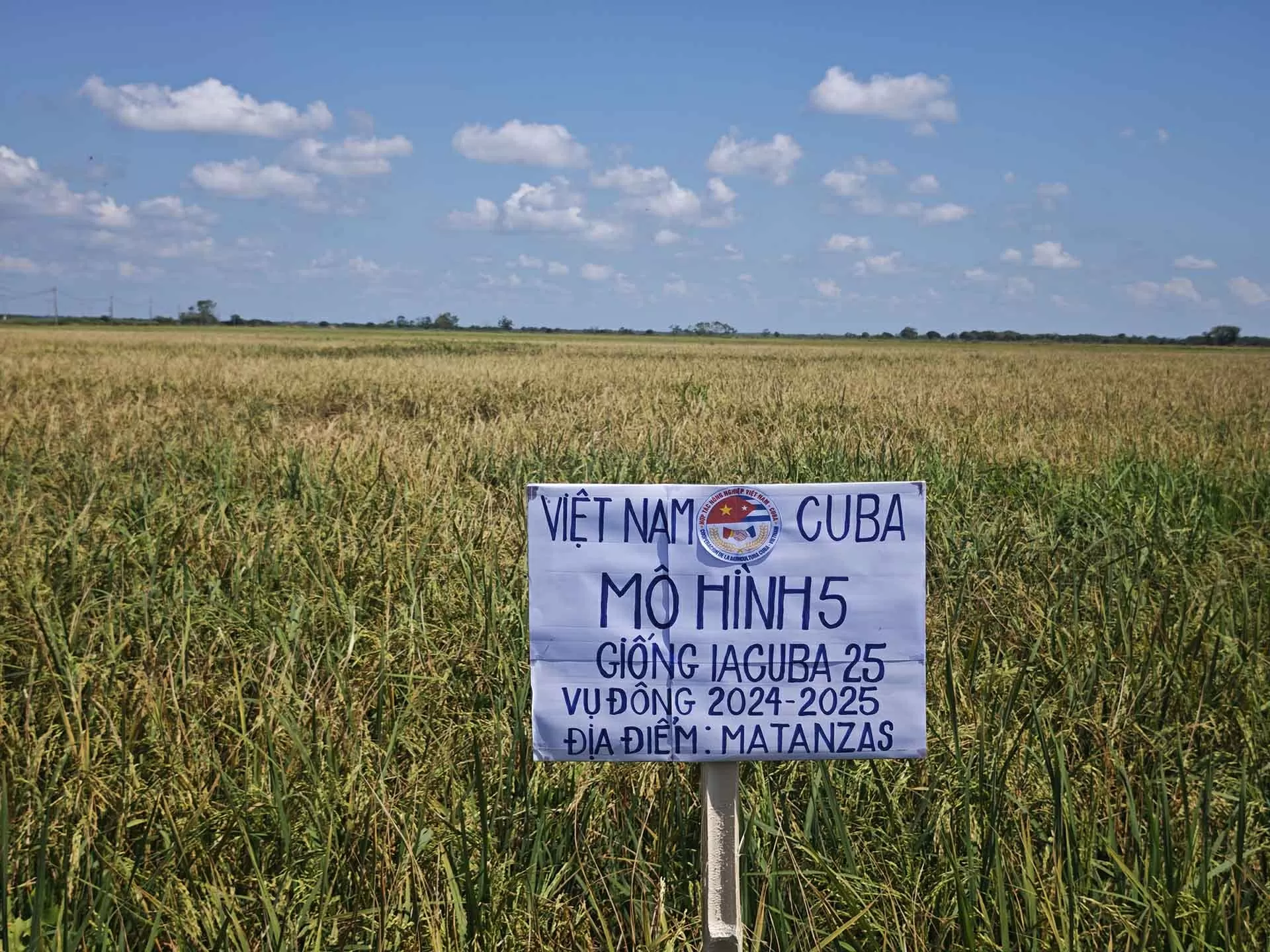 Việt Nam-Cuba phát triển sản xuất lúa gạo: Bốn giống đạt tiêu chuẩn và được đặt tên là ViBa
