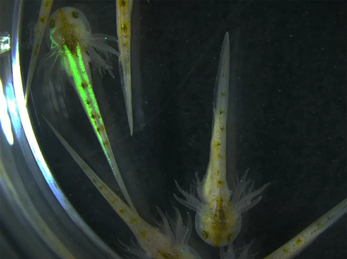 Kỳ nhông phát sáng: Manh mối mới trong hành trình giải mã khả năng tái sinh chi thể Kỳ nhông phát sáng: Manh mối mới trong hành trình giải mã khả năng tái sinh chi thể