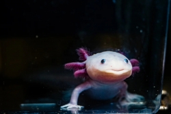 Loài kỳ nhông giúp giới khoa học giải mã bí ẩn tái sinh chi thể ở sinh vật sống