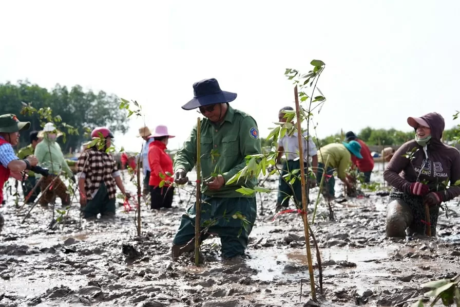 Trồng 2.025 cây mắm trắng tại Sóc Trăng, phát triển rừng ngập mặn giúp bảo vệ tương lai bền vững, thích ứng biến đổi khí hậu