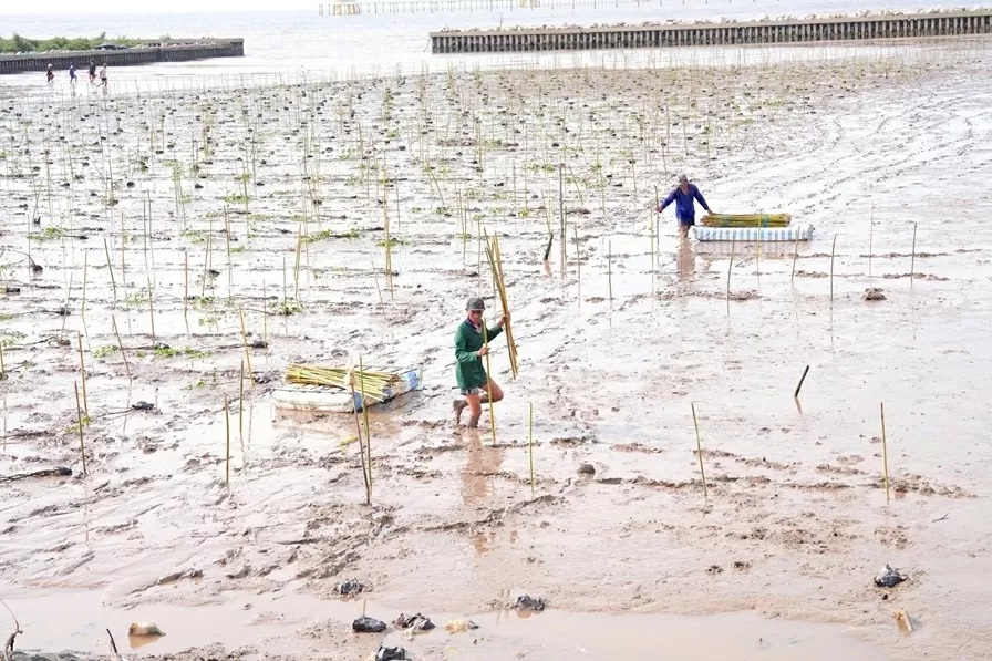 Trồng 2.025 cây mắm trắng tại Sóc Trăng, phát triển rừng ngập mặn giúp bảo vệ tương lai bền vững, thích ứng biến đổi khí hậu