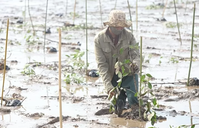 Trồng 2.025 cây mắm trắng tại Sóc Trăng, phát triển rừng ngập mặn giúp bảo vệ tương lai bền vững, thích ứng biến đổi khí hậu