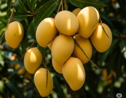 Những tác hại và lưu ý nếu ăn nhiều quả xoài