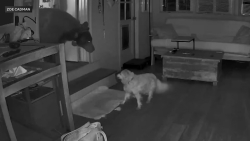 Video chú chó dũng cảm đối đầu gấu hoang bảo vệ nhà chủ gây sốt