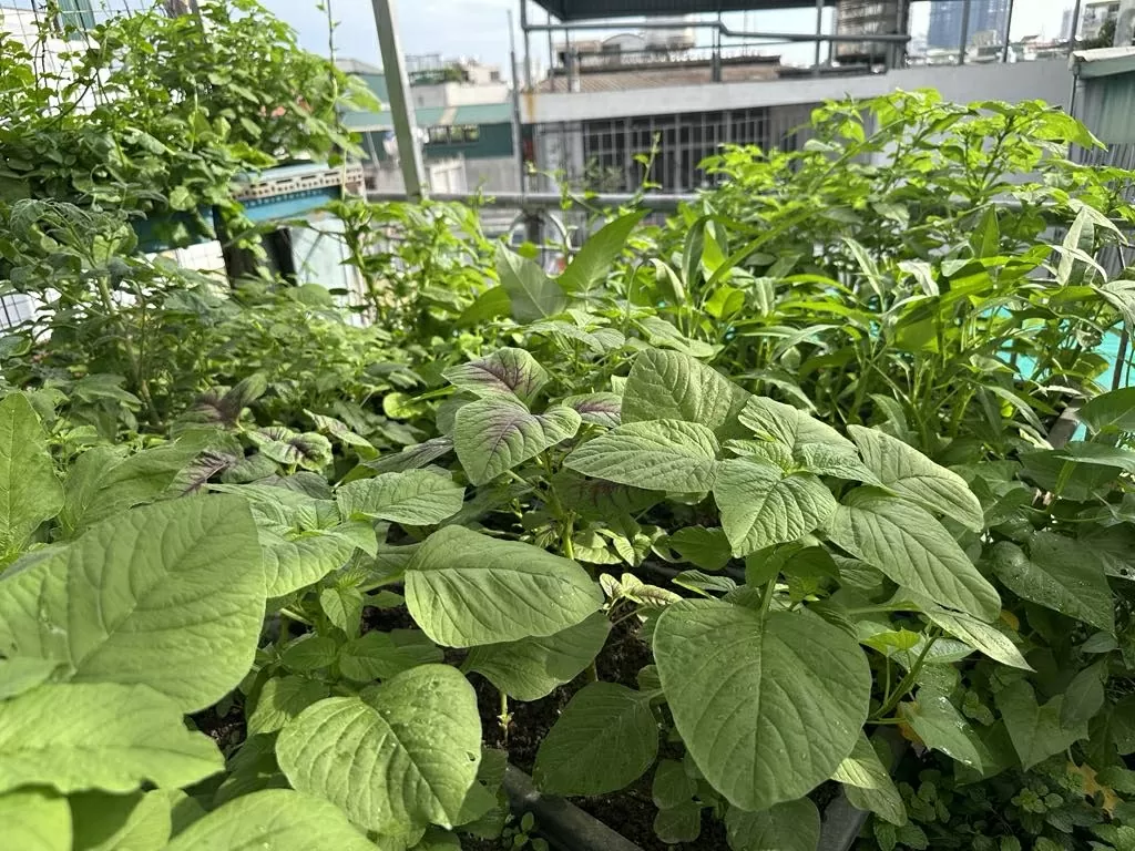 Ba không khi ăn rau dền