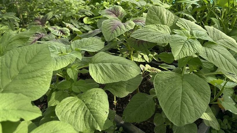 Ba không khi ăn rau dền