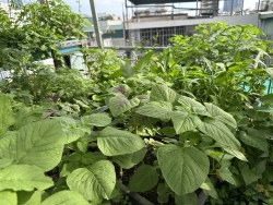 Ba không khi ăn rau dền