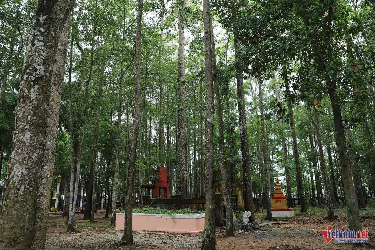 Những cây sao, cây dầu cao lớn tạo không gian xanh mát cho ngôi chùa