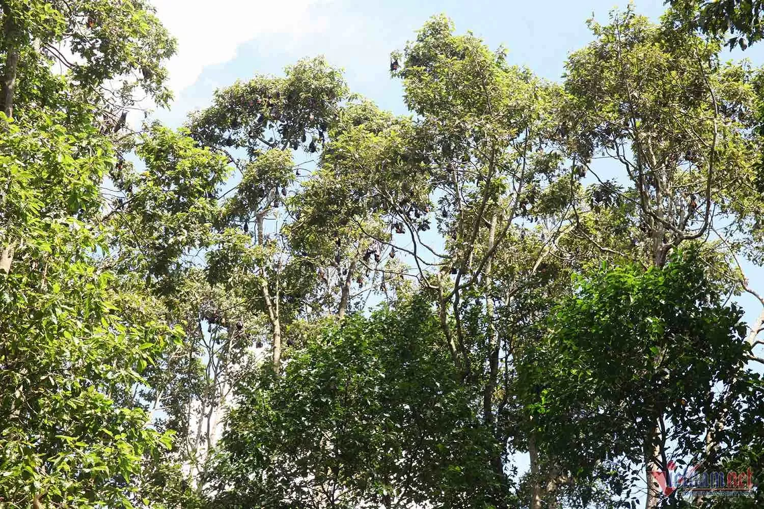 Ban ngày, dơi treo ngược mình trên những ngọn cây dầu, cây sao trong khuôn viên chùa. Ban ngày, dơi treo ngược mình trên những ngọn cây dầu, cây sao trong khuôn viên chùa.