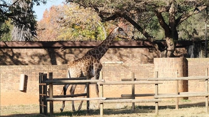 Cảnh báo nguy cơ tuyệt chủng loài hươu cao cổ châu Phi