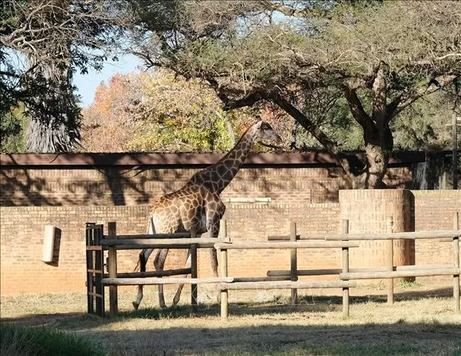 Cảnh báo nguy cơ tuyệt chủng đối với hươu cao cổ châu Phi Cảnh báo nguy cơ tuyệt chủng đối với hươu cao cổ châu Phi