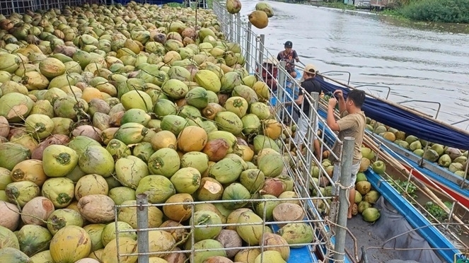 Giá dừa tươi bất ngờ cao 'ngất ngưởng', nhiều thị trường khó tính tăng trưởng ấn tượng