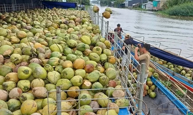 Giá dừa tươi bất ngờ cao 'ngất ngưởng', nhiều thị trường khó tính tăng trưởng ấn tượng