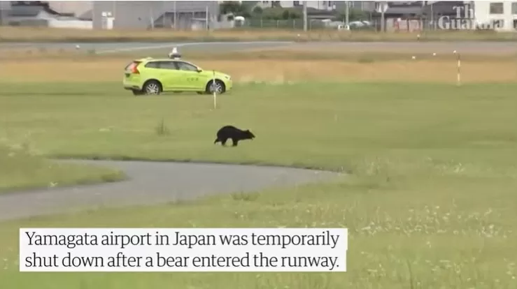 Một con gấu đen cao khoảng 1,2 mét đã hai lần xuất hiện tại sân bay Yamagata ở Đông Bắc Nhật Bản trong ngày 26/6, buộc giới chức sân bay phải đóng cửa đường băng và hủy nhiều chuyến bay. (Nguồn: Guardian) Một con gấu đen cao khoảng 1,2 mét đã hai lần xuất hiện tại sân bay Yamagata ở Đông Bắc Nhật Bản trong ngày 26/6, buộc giới chức sân bay phải đóng cửa đường băng và hủy nhiều chuyến bay. (Nguồn: Guardian)