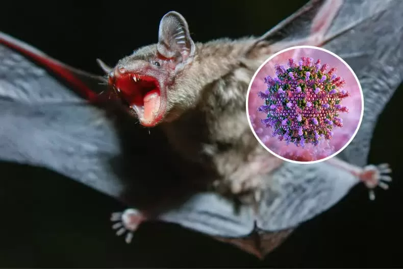 Trung Quốc: Phát hiện hàng loạt virus mới ở dơi Vân Nam, cảnh báo khẩn cấp về nguy cơ lây sang người và vật nuôi Trung Quốc: Phát hiện hàng loạt virus mới ở dơi Vân Nam, cảnh báo khẩn cấp về nguy cơ lây sang người và vật nuôi