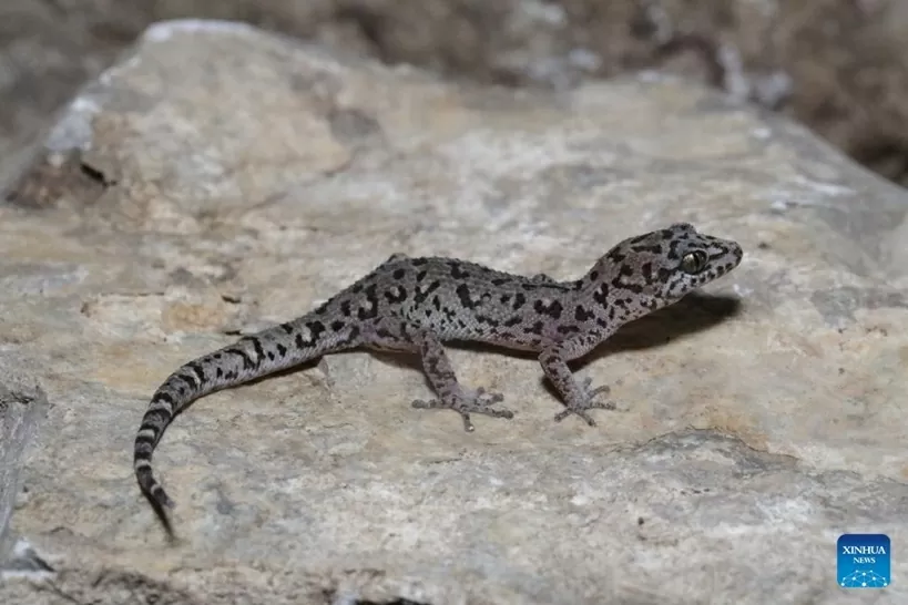 Campuchia: Những phát hiện mới về loài tắc kè gợi ý về nơi ẩn náu của động vật hoang dã