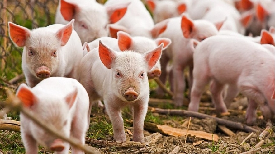 Giá heo hơi hôm nay 2/7: Giảm trên cả 3 miền