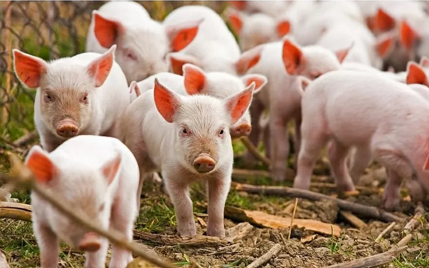 Giá heo hơi hôm nay 2/7: Giảm trên cả 3 miền Giá heo hơi hôm nay 2/7: Giảm trên cả 3 miền