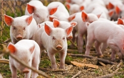 Giá heo hơi hôm nay 2/7: Giảm trên cả 3 miền