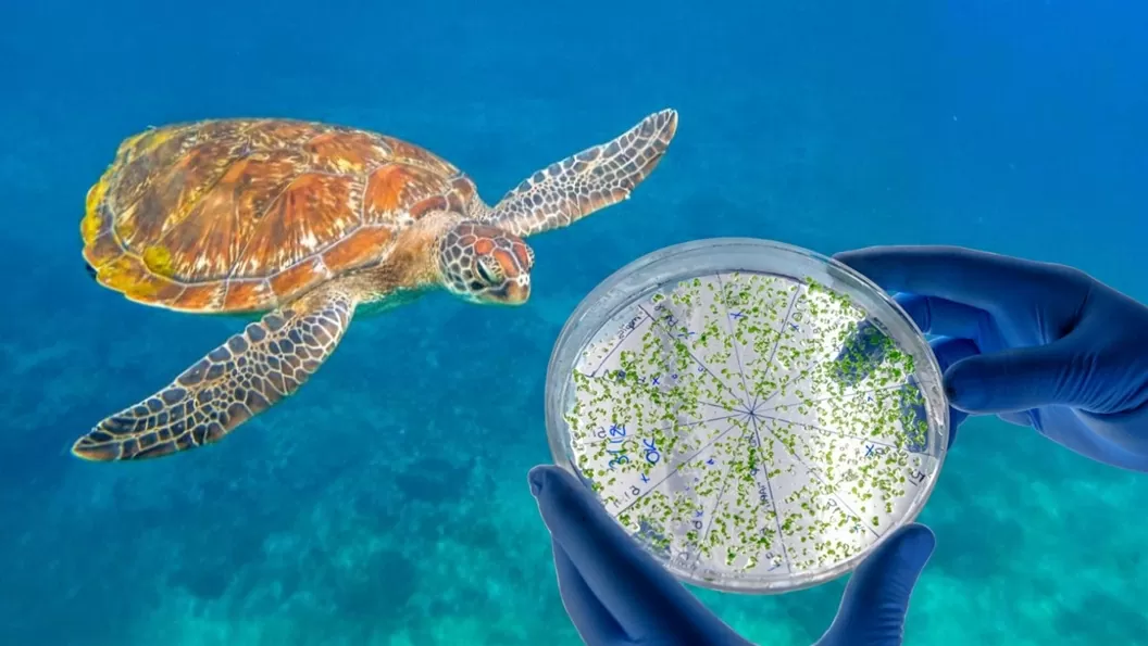 Tỷ lệ vi khuẩn kháng thuốc kháng sinh cao ở rùa biển Địa Trung Hải. Tỷ lệ vi khuẩn kháng thuốc kháng sinh cao ở rùa biển Địa Trung Hải.