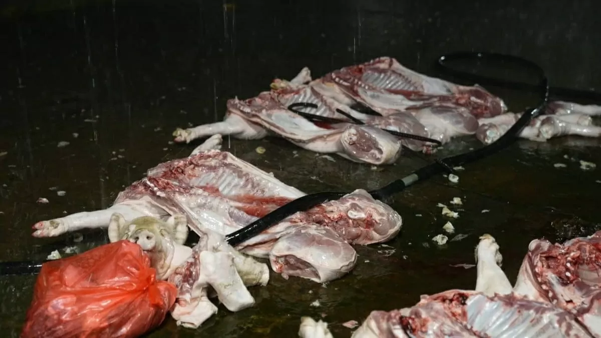 Lợn bệnh được thu mua và giết mổ vào ban đêm để qua mắt lực lượng chức năng. (Nguồn: Công an thành phố Hà Nội)