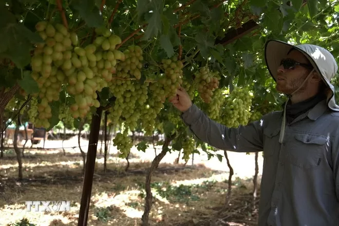 Trồng vải thiều Việt Nam giữa sa mạc Israel Trồng vải thiều Việt Nam giữa sa mạc Israel