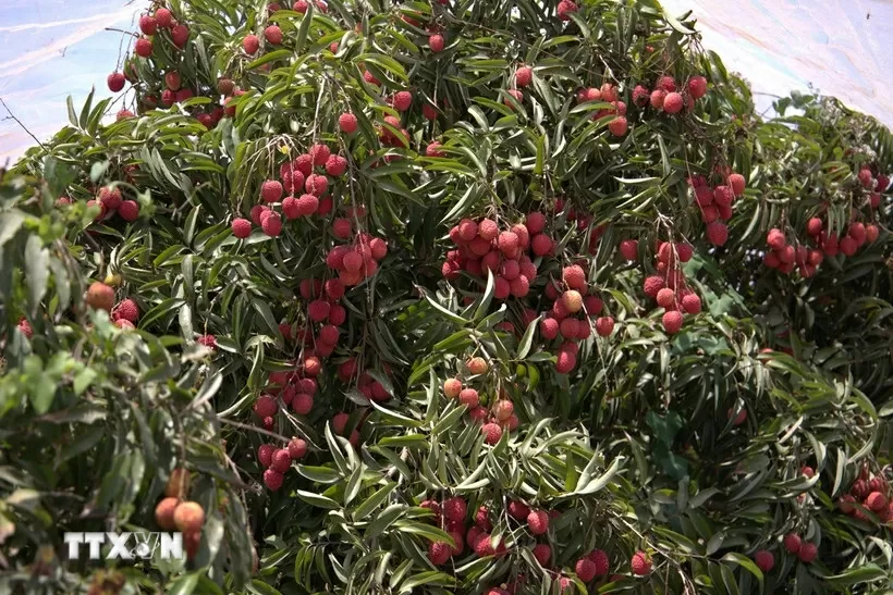 Trồng vải thiều Việt Nam giữa sa mạc Israel Trồng vải thiều Việt Nam giữa sa mạc Israel