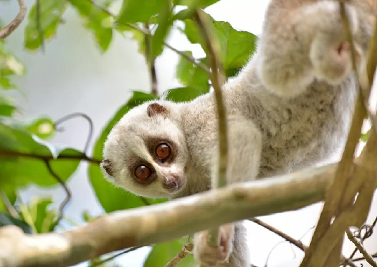 Khám phá Vườn quốc gia Hin Nam No: Di sản liên biên giới đầu tiên của Lào