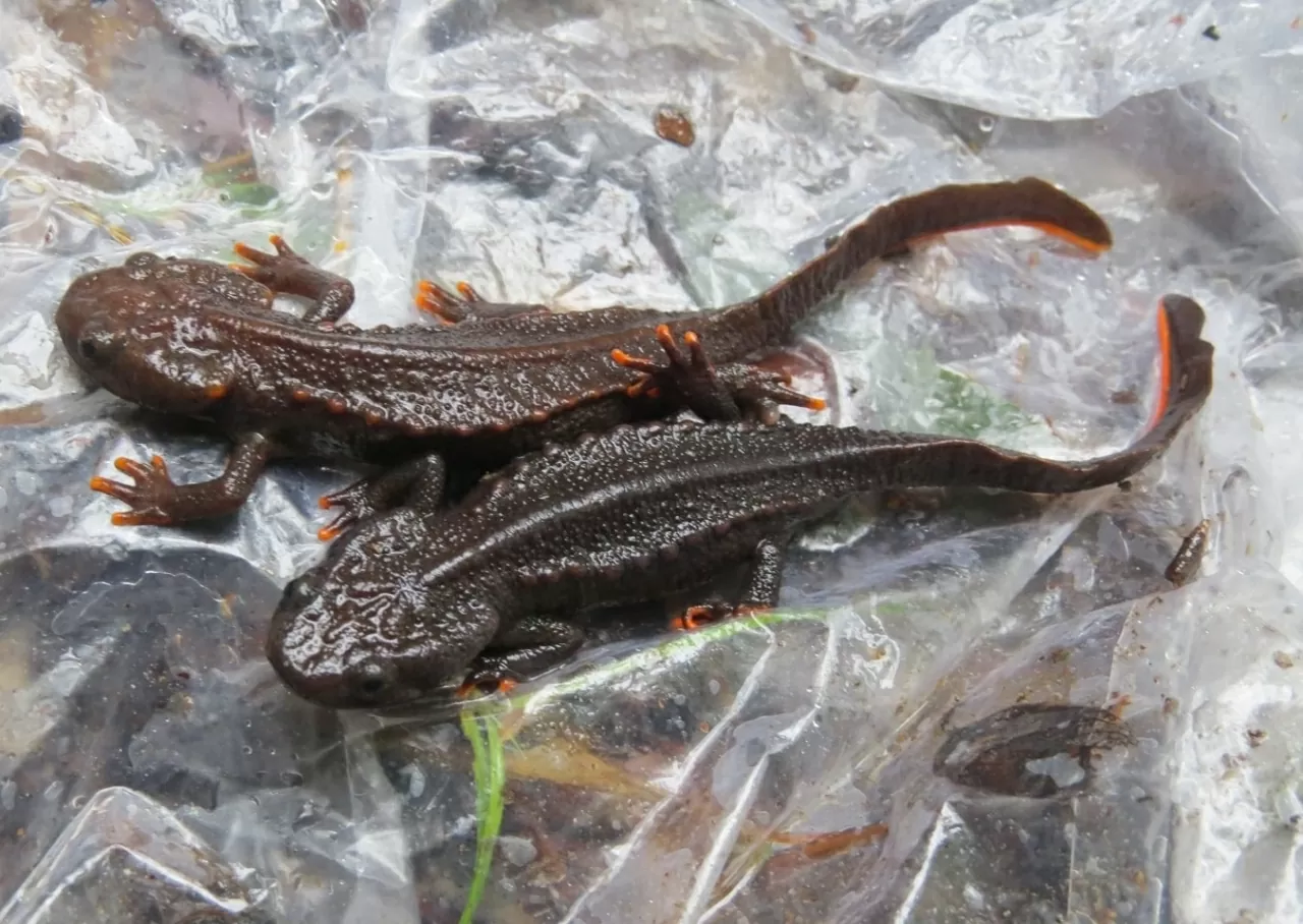 Khám phá Vườn quốc gia Hin Nam No: Di sản liên biên giới đầu tiên của Lào