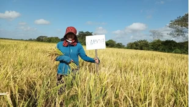 Chuyên gia Việt Nam mang sang Cuba không chỉ hạt giống, mà cả trái tim Chuyên gia Việt Nam mang sang Cuba không chỉ hạt giống, mà cả trái tim