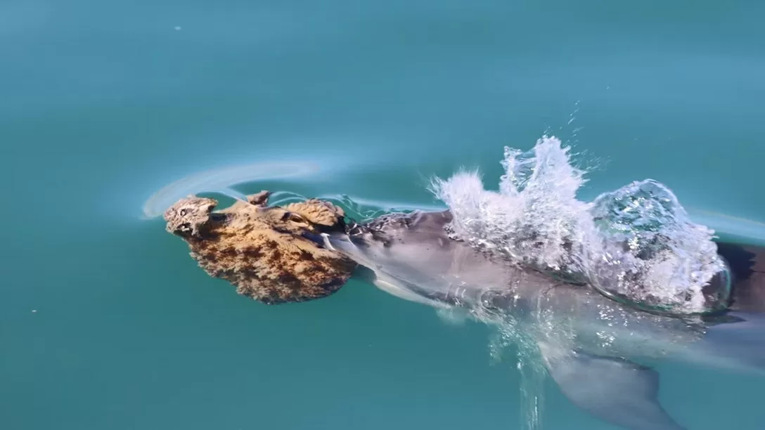 Một số loài cá heo Australia khéo léo dùng miếng bọt biển che mõm để săn mồi